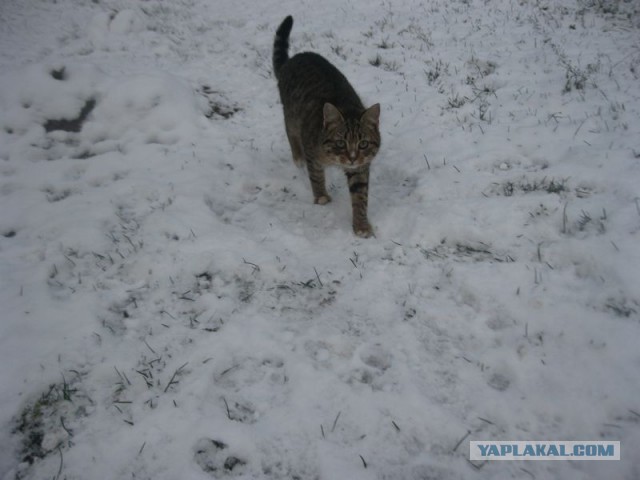 Жизнь домашнего приюта для котеек 421