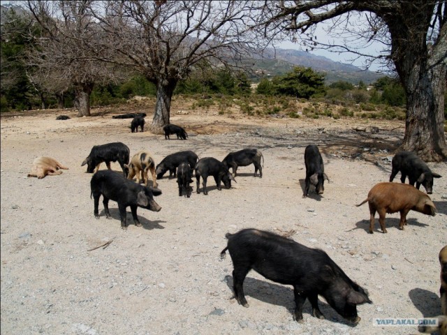 Франция. Корсика.