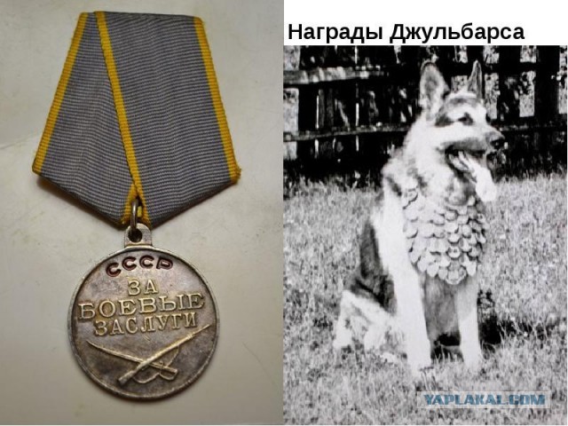 Про собак на войне