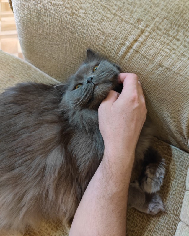 Много дел у кота на даче...