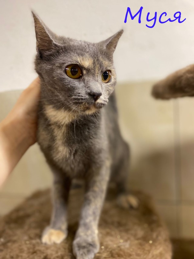 Жизнь домашнего приюта "Котоленд" 395