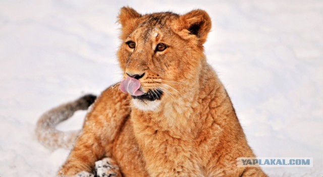 Красота диких кошек