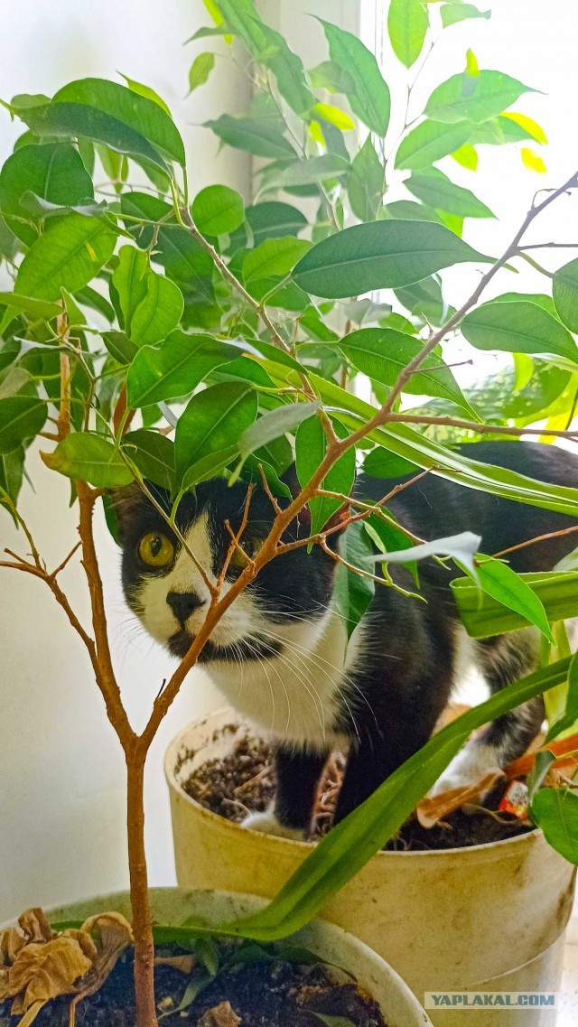 Кошка Вася.