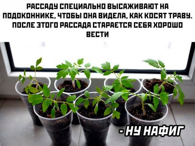Ставь лайк