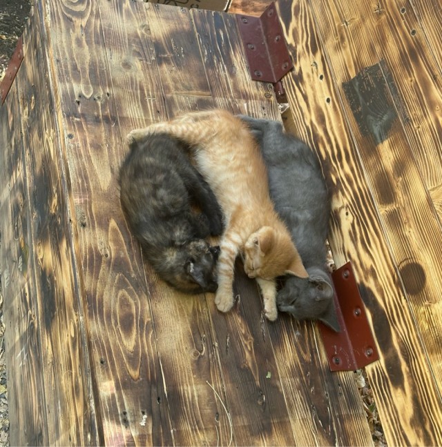 С Котовторником!