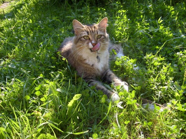 Котовторник 04.06.2013