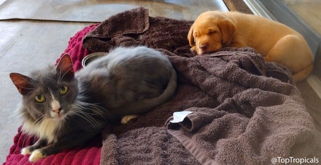 Котэ, совэ и все-все-все