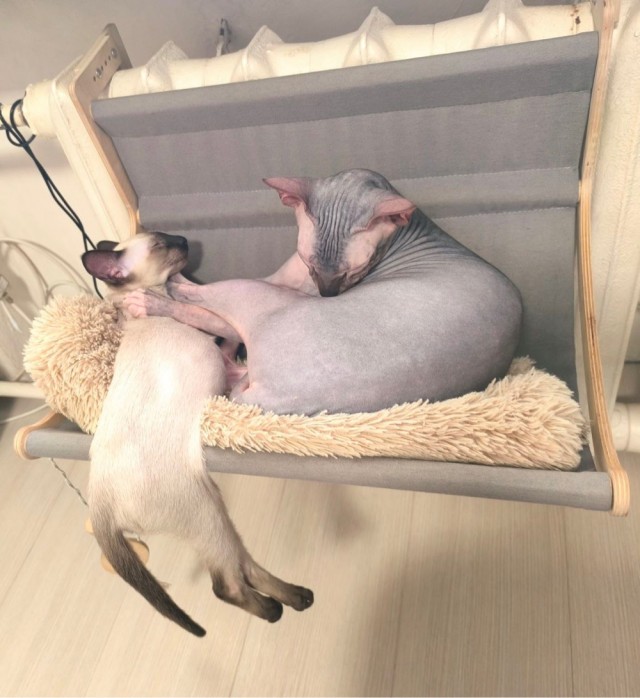 Домашнее ОПГ