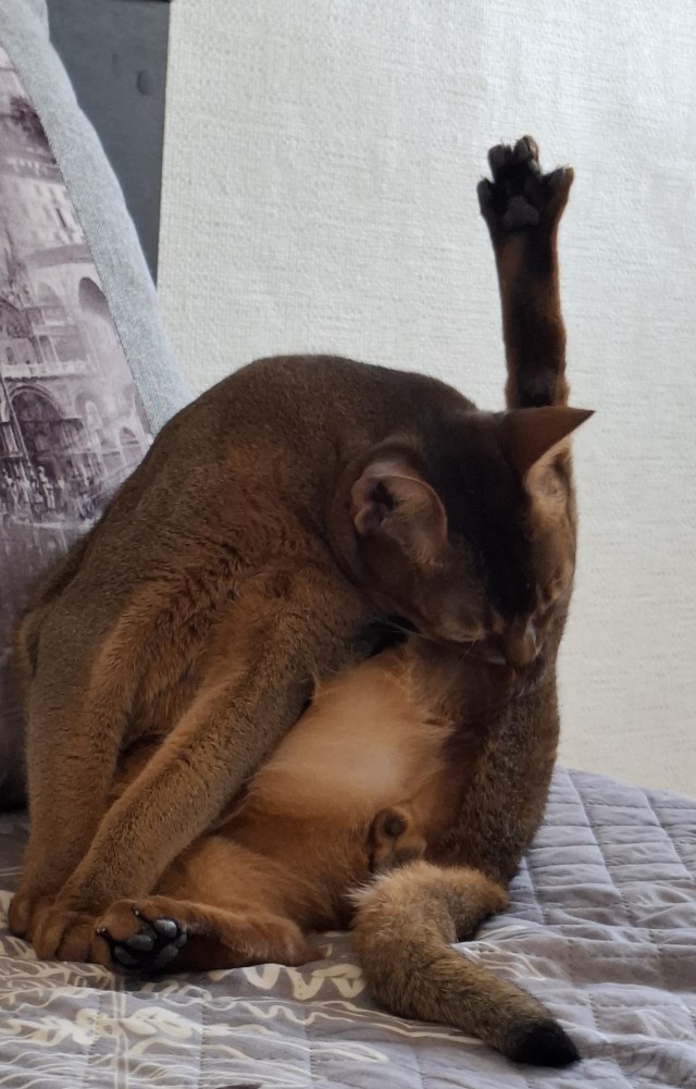 Мурр!