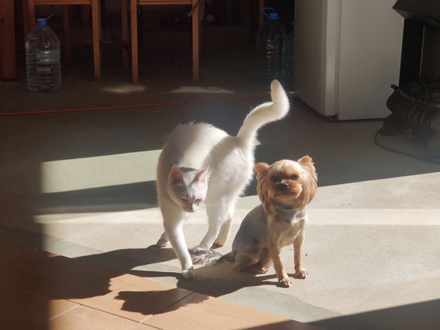 Две подружки на котовторник.