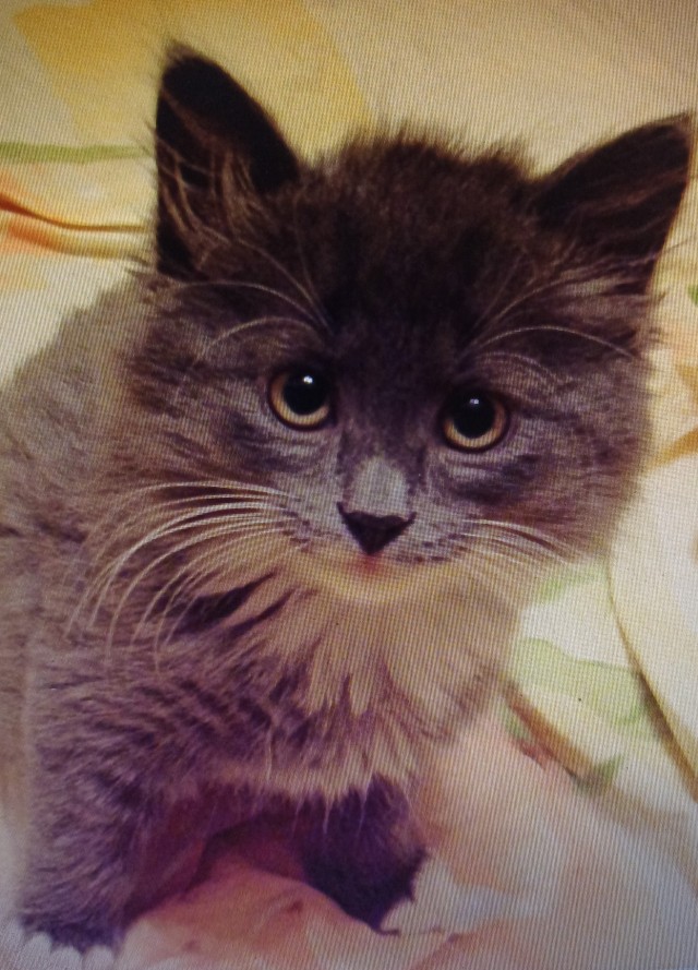 Кот...