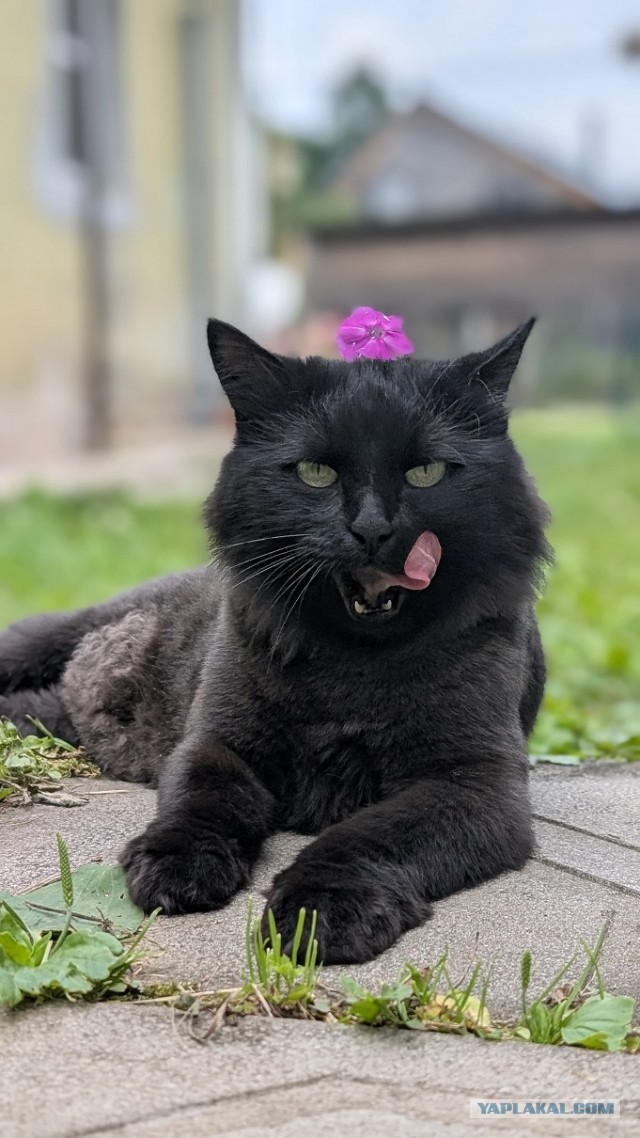 Мотя (Мотильда) Карибская красота.