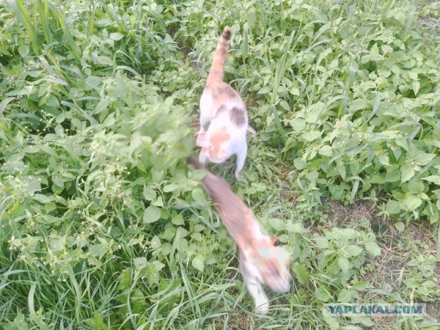 Жизнь домашнего приюта для котеек 552