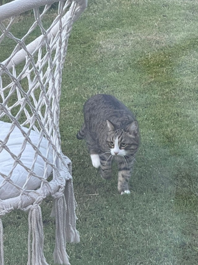 Котик с ЯПа