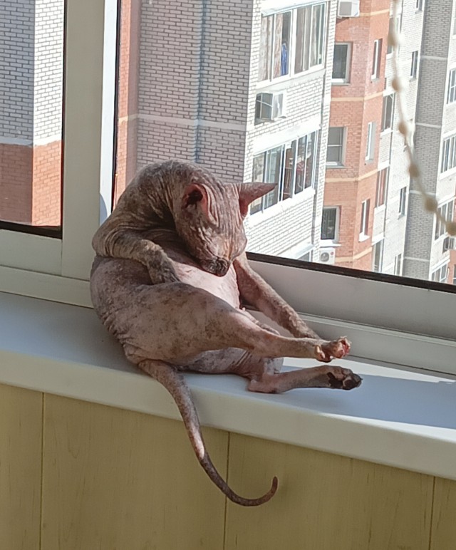 К котовторнику