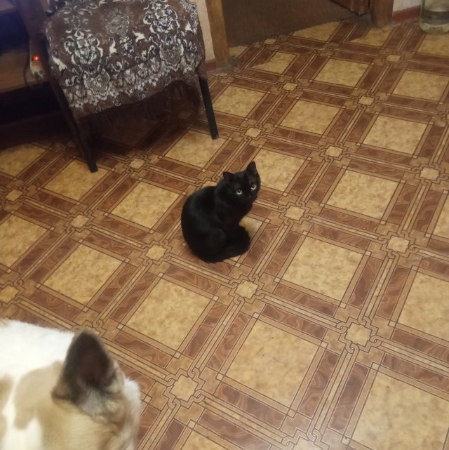 Кот
