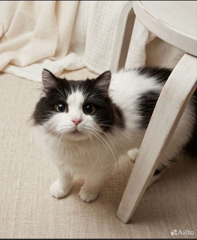 Подборка кошачьих, которые стали никому не нужны