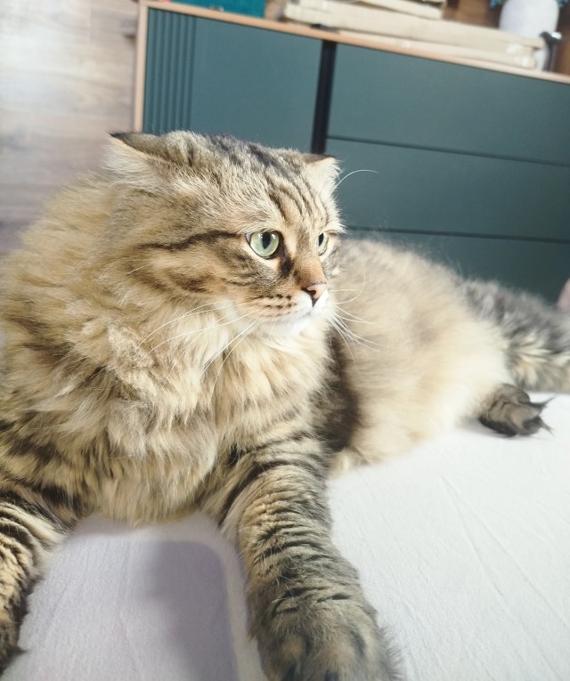 Котовторник