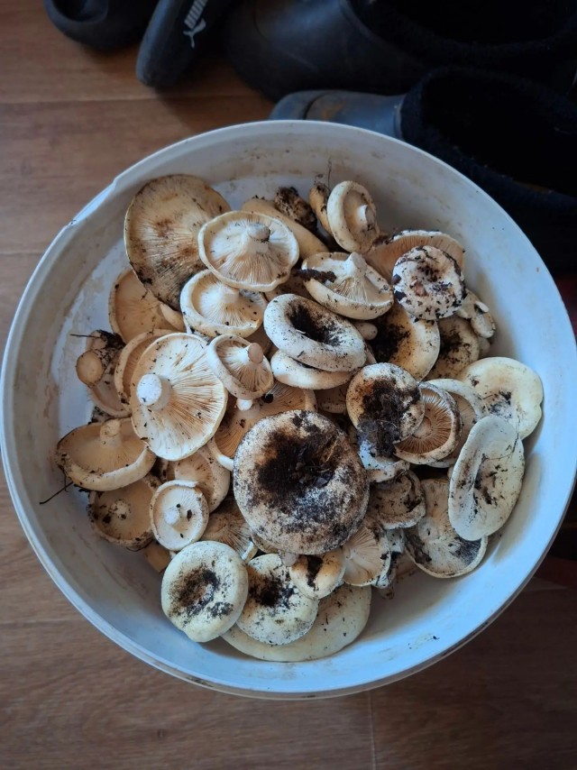 Грыбочки