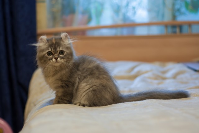Котиковая выставка "Инфокот 2013"
