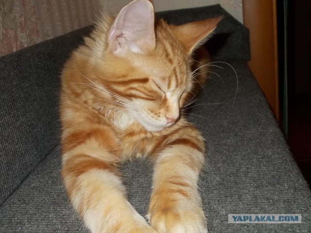 Котовторник   17.12.2013