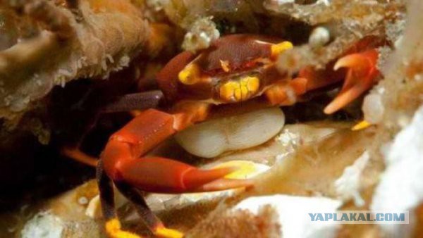 ТОП-25 самых опасных для жизни паразитов