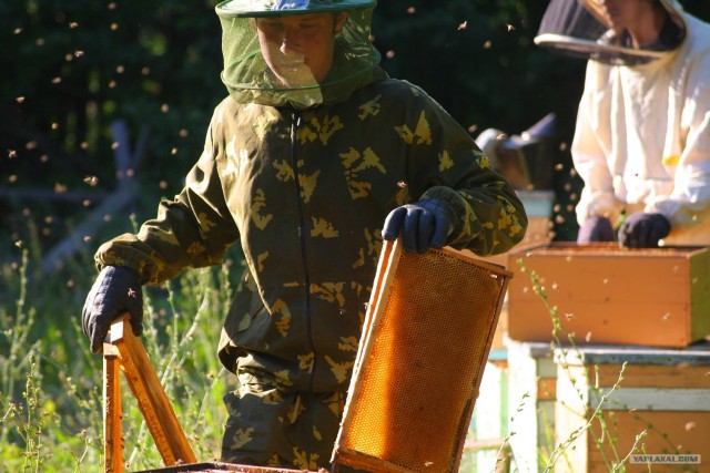 Немного о пчелах и пасеке