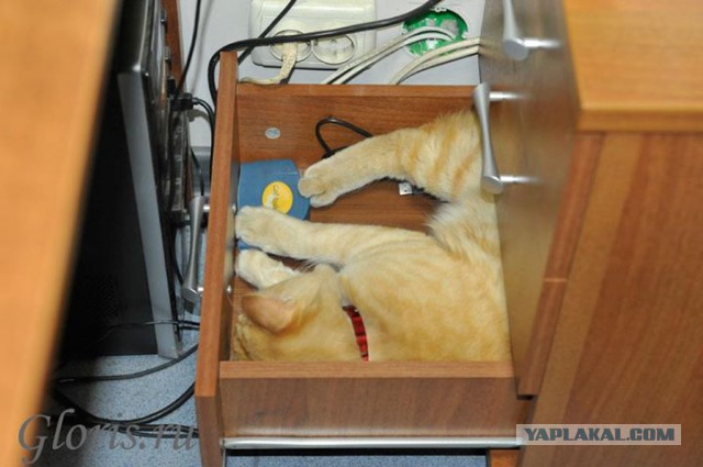 Котовторник 04.03.2014