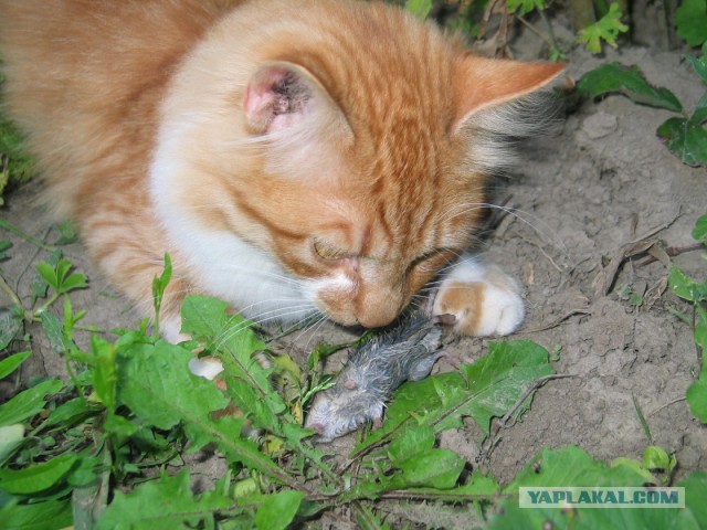 Котовторник 01.04.2014