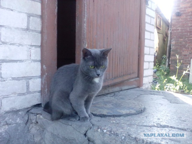 Котовторник 12.08.2014