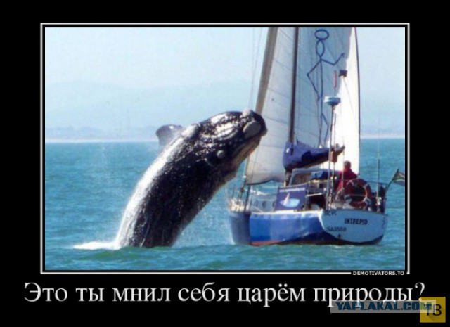 Подборка демотиваторов