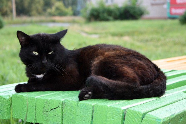 Котовторник 30.09.2014