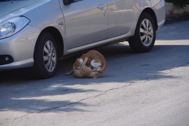 Котовторник 30.09.2014