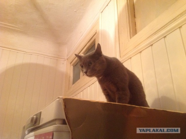 Котовторник 06.01.2015