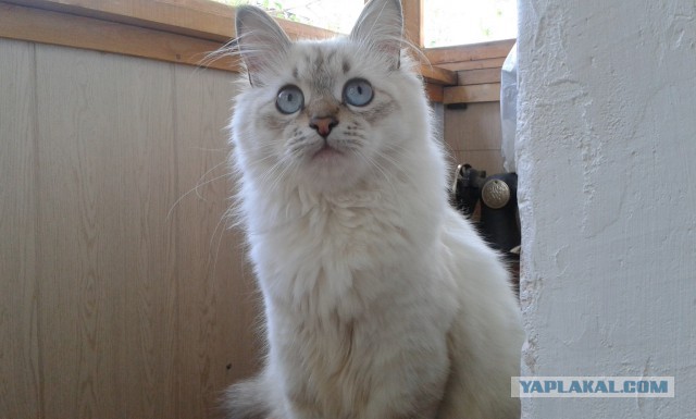 Котовторник 20.01.2015