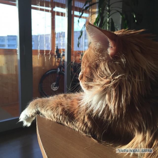 Котовторник