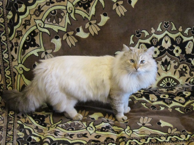 Котовторник 07 04 2015