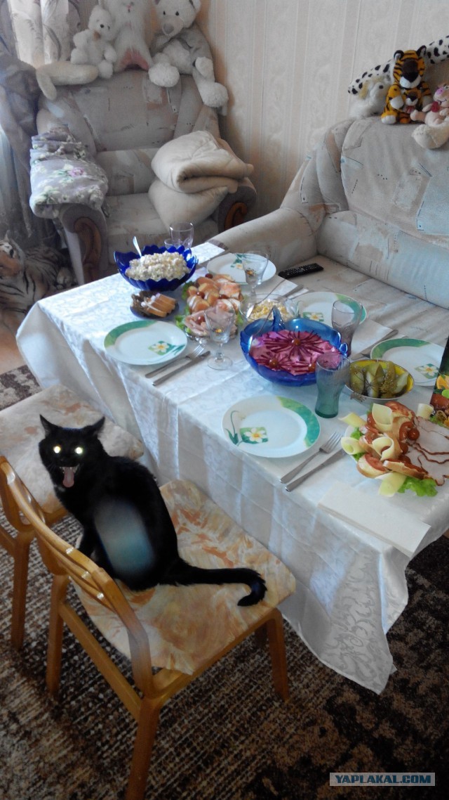 Котовторник 16.06.2015., Котовторник наступил!