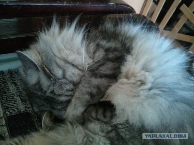 Котовторник 14.07.2015