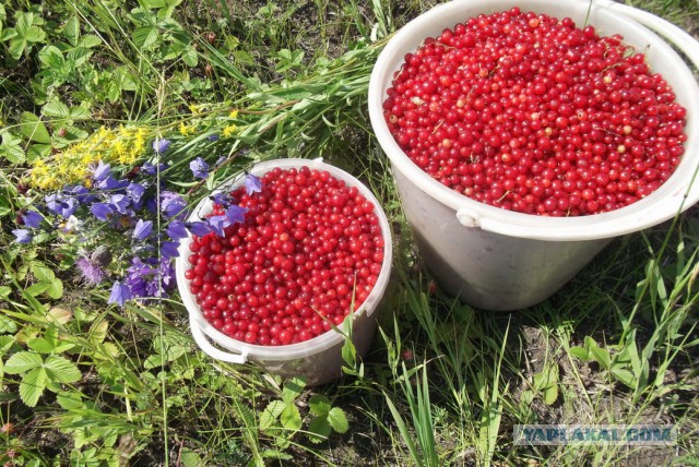 Желе из белой смородины и мармелад из красной