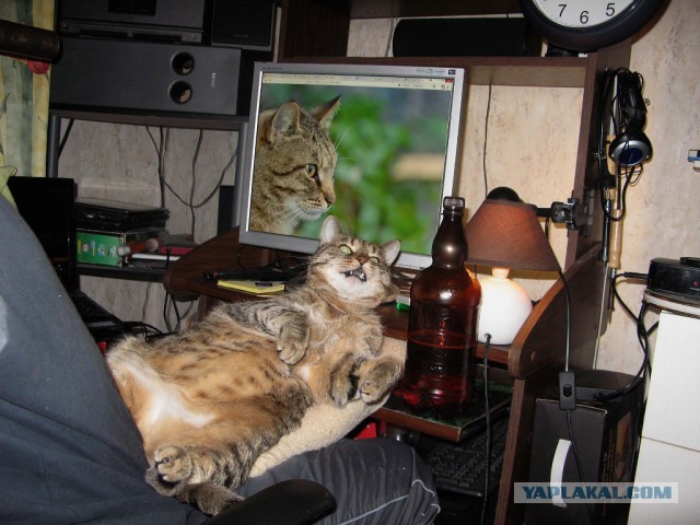 Типичный ЯПовец