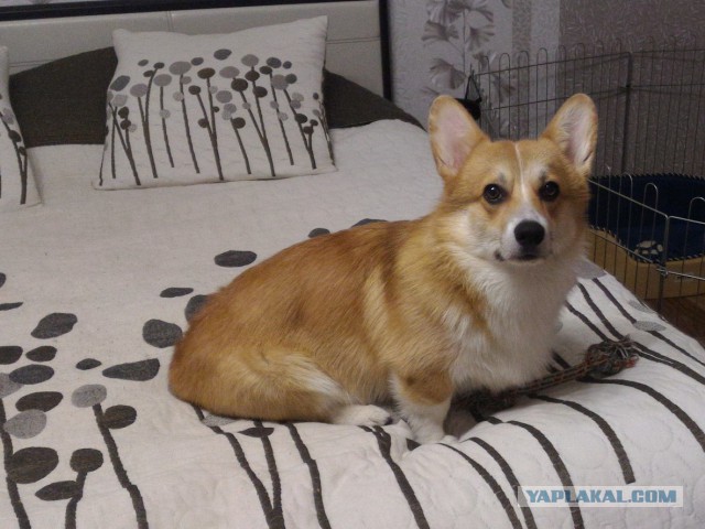 Собакочетверг же, ау!