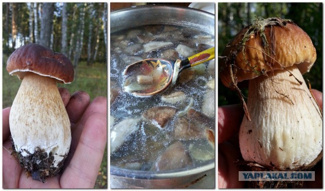 Удивительный мир грибов