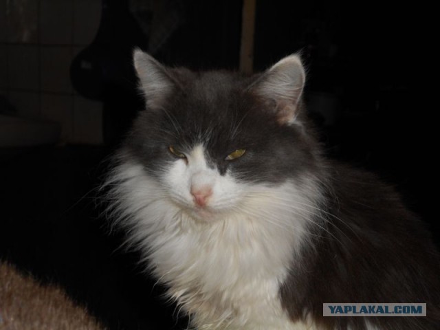 Жизнь домашнего приюта для котеек 95