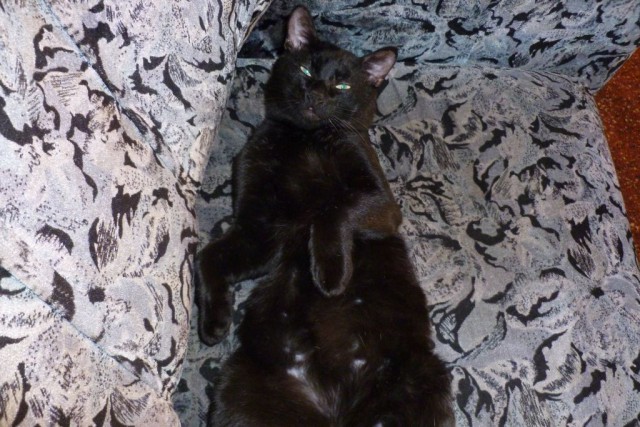 Кошка, которая спит не там (котовторнику посвящается)