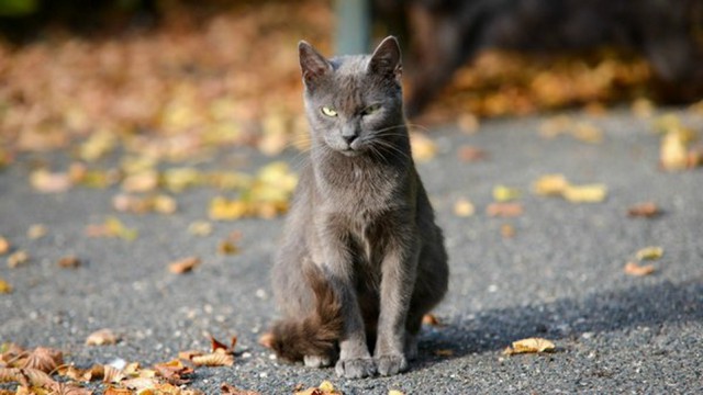 Скотинки - Животинки