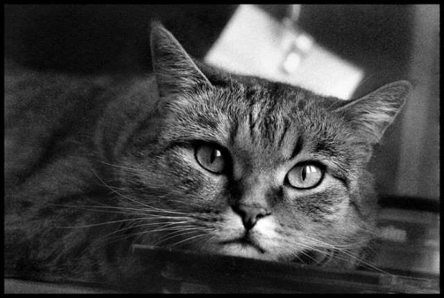 Коты, кошки, котята
