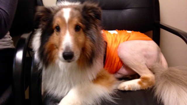 В США ветеринар–стажер спас собаку за минуту до усыпления