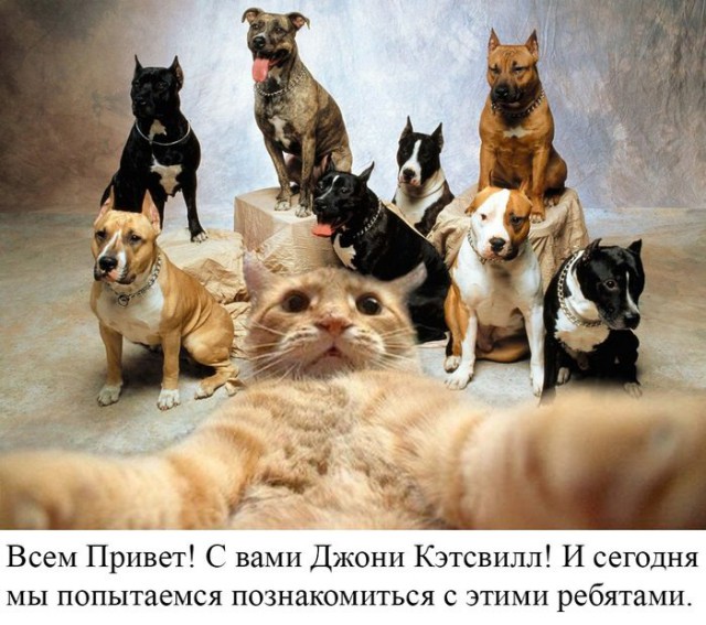 Селфи-кот запилил новые фотки
