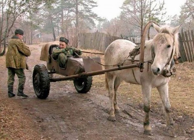 Самые смешные животные